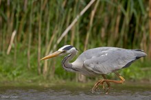 Auf der Jagd