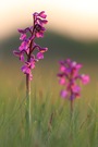 Noch mehr Orchideen auf Texel
