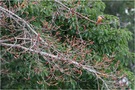 Kingfishers of Vietnam: Das "Grossmaul"