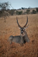 Wasserbock