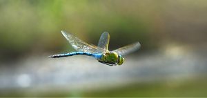 König im Flug erwischt!