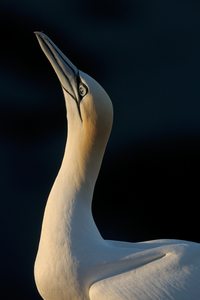 Basstölpel-Portrait