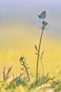 Verblühte Blumen und ein kleiner Bläuling