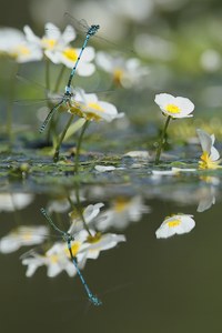 Tandemflug im Blütenmeer