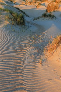 Sandrippel im Dünental