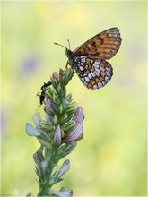 Westlicher Scheckenfalter - Melitaea parthenoides