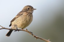 juveniles Schwarzkehlchen