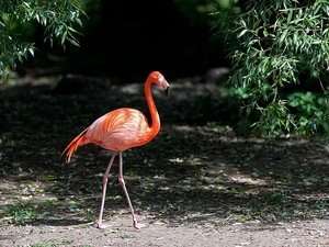 Flamingo