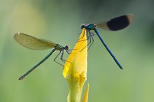 Paar der Gebänderten Prachtlibelle (Calopteryx splendens) II
