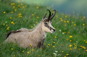 Vogesengämse in der Blumenwiese