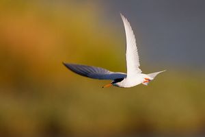 Zwergseeschwalbe im schönen Abendlicht