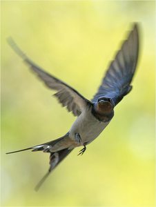 Rauchschwalbe im Flug