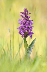 ~ Dactylorhiza majalis ~