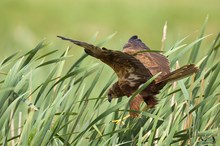 Western Marsh Harrier