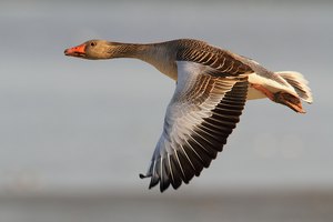 ~ Flugästhetik ~