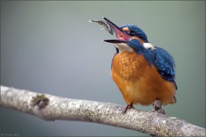 [ life of kingfishers~3 ]