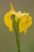 Sumpf-Schwertlilie (Iris pseudacorus)