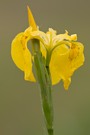 Sumpf-Schwertlilie (Iris pseudacorus)