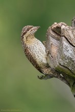 Wendehals in Sachsen