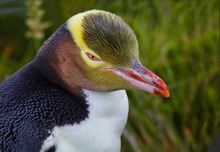 Gelbaugenpinguin