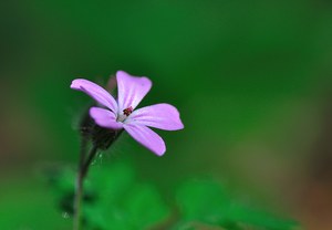 violette Waldblume