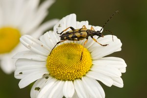 Gefleckter Schmalbock (Rutpela maculata)