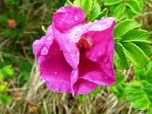 Heckenrose bei Regen