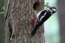 Buntspecht (Dendrocopus major)