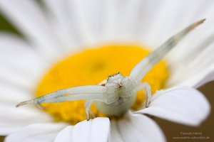 Veränderliche Krabbenspinne