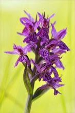 Dactylorhiza majalis