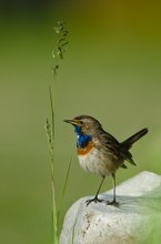 Blaukehlchen