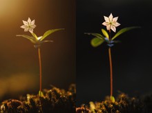 Europäischer Siebenstern im Abendlicht