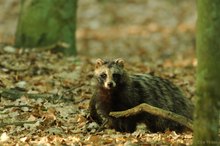 Marderhund/Enok