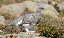 Alpenschneehuhn