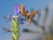 Weibliche Fangschrecke ( Ameles spallanzania) (3)