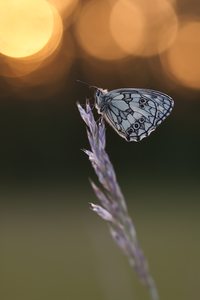 ~ Eine echte Überraschung (Teil 2) ~