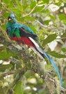 Quetzal (1)