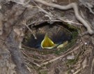 Zaunkönig_junge im Nest