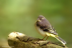 Gebirgsstelze, Jungvogel