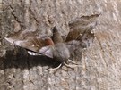Pappelschwärmer (Laothoe populi)