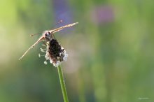 Schecki vor farbenfrohem Hintergrund