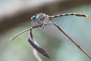 Wald-Zangenlibelle - Onychogomphus assimilis