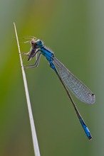 Große Pechlibelle (Ischnura elegans) mit Beute