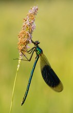 Gebänderte Prachtlibelle