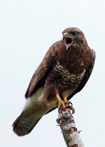 Bussard