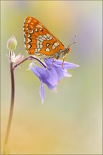 ~ Euphydryas maturna ~