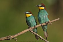 Bienenfresser (Merops apiaster)