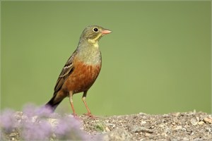 Ortolan