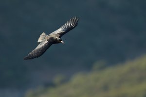 Red-billed Chough