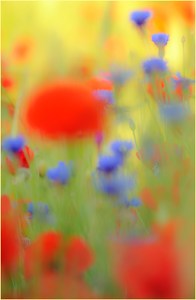 poppy-red and blue